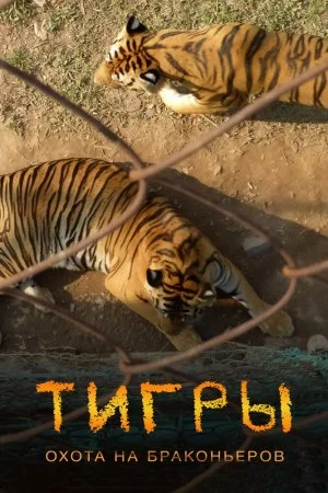 Смотреть Тигры: Охота на браконьеров (2020) онлайн