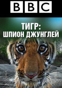 Смотреть BBC: Тигр – Шпион джунглей (2008) онлайн
