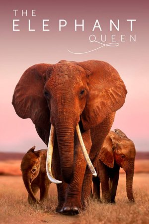Смотреть Королева слонов (2019) онлайн